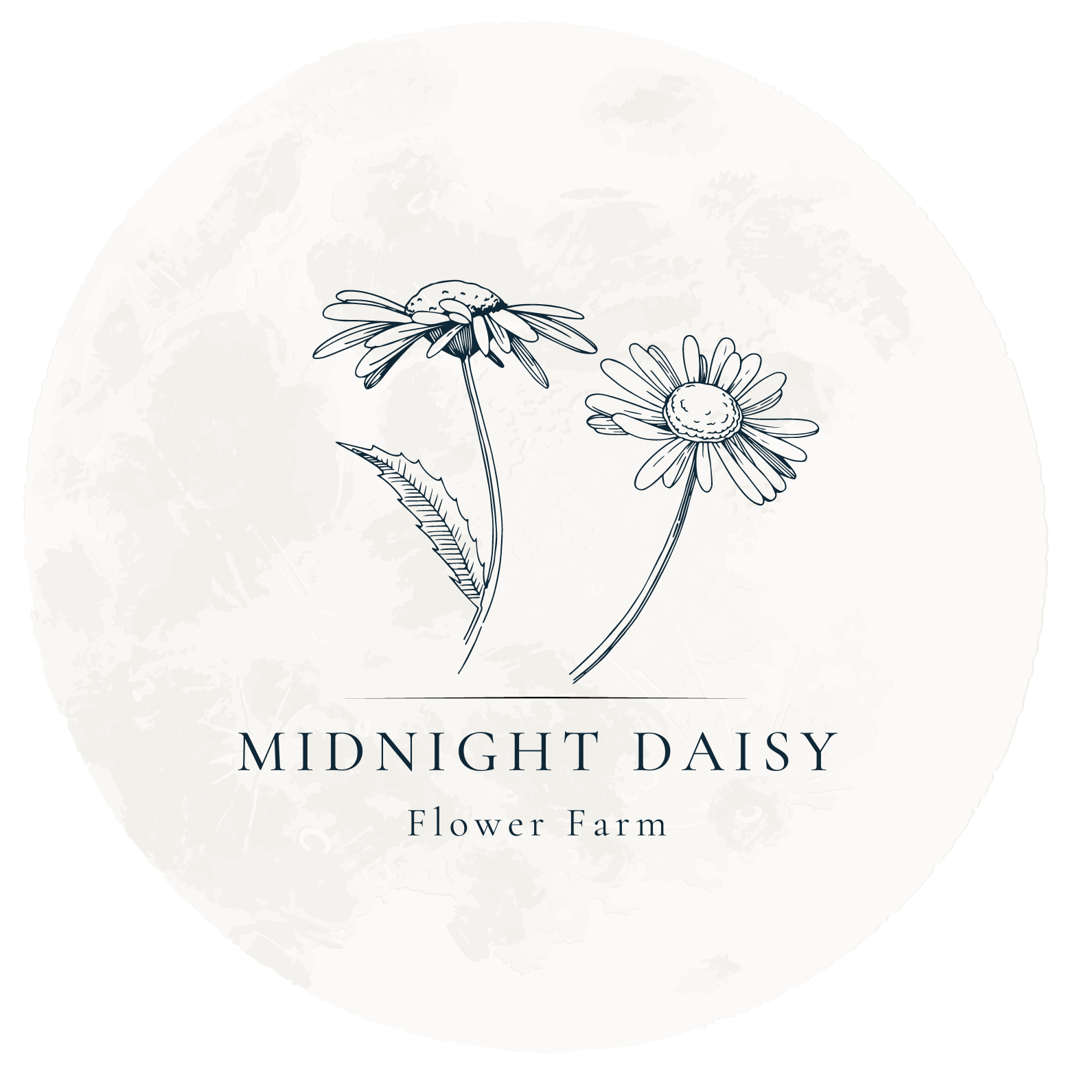 Midnight Daisy Flower Farm